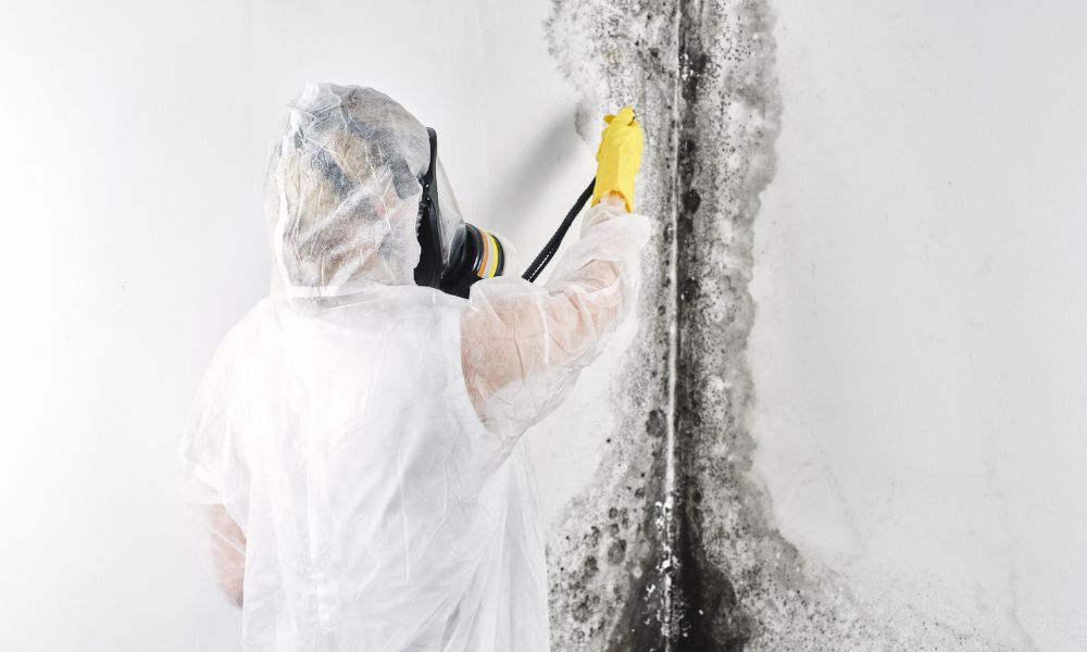 Best Mold Removal Services in Virginia Beach VA